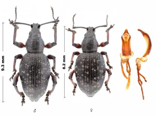 Réf. 318 137 : Dodecastichus geniculatus